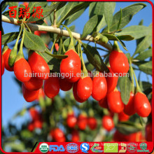 Dark chocolate goji berries health benefits goji berries where to buy local goji berries where to buy